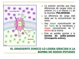 EL GRADIENTE IONICO LO LOGRA GRACIAS A LA
BOMBA DE SODIO-POTASIO
 Lo anterior permite que haya
diferencias de cargas entre el
exterior (+) y el interior (-) de
la neurona: POLARIDAD.
 La diferencia de carga está
dada por la concentración de
iones.
 Hay mayor concentración de
Na+ fuera de la membrana y
mayor concentración de K+
dentro de la misma
 Esto es posible gracias a la
bomba de sodio-potasio
(transporte activo).
 