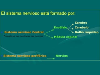 El sistema nervioso está formado por:
Cerebro
Encéfalo Cerebelo
• Sistema nervioso Central Bulbo raquídeo
Médula espinal
• Sistema nervioso periférico Nervios
Protegido por tres membranas: Las meninges
 