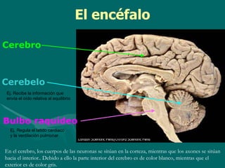 Cerebro
Cerebelo
Bulbo raquídeo
El encéfalo
En el cerebro, los cuerpos de las neuronas se sitúan en la corteza, mientras que los axones se sitúan
hacia el interior.. Debido a ello la parte interior del cerebro es de color blanco, mientras que el
exterior es de color gris.
Ej. Recibe la información que
envía el oído relativa al equilibrio
Ej. Regula el latido cardiaco
y la ventilación pulmonar
 