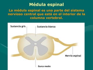 Surco medio
Médula espinal
La médula espinal es una parte del sistema
nervioso central que está en el interior de la
columna vertebral.
 