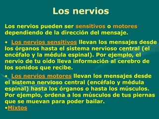 Los nervios pueden ser sensitivos o motores
dependiendo de la dirección del mensaje.
• Los nervios sensitivos llevan los mensajes desde
los órganos hasta el sistema nervioso central (el
encéfalo y la médula espinal). Por ejemplo, el
nervio de tu oído lleva información al cerebro de
los sonidos que recibe.
• Los nervios motores llevan los mensajes desde
el sistema nervioso central (encéfalo y médula
espinal) hasta los órganos o hasta los músculos.
Por ejemplo, ordena a los músculos de tus piernas
que se muevan para poder bailar.
•Mixtos
Los nervios
 