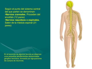Según el punto del sistema central
del que parten se denominan:
•Nervios craneales. Proceden del
encéfalo (12 pares)
•Nervios raquídeos o espinales.
Salen de la médula espinal (31
pares)
En el recorrido de algunos nervios se observan
unos pequeños abultamientos denominados
gánglios nerviosos, formados por agrupaciones
de cuerpos de neuronas.
 
