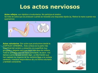 Los actos nerviosos
Actos reflejos: son rápidos e involuntarios. No participa el cerebro
Se trata de actos que se producen cuando se necesita una respuesta rápida (ej. Retirar la mano cuando nos
quemamos)
Actos voluntarios: Son actos que producimos desde la
CORTEZA CEREBRAL. Esta corteza es la parte más
superficial del cerebro y presenta una superficie muy
arrugada y plegada para que haya más área de corteza.
Todo lo que llega aquí se hace consciente, es decir, nos
damos cuenta de que sucede algo. La información que
han captado los órganos de los sentidos llega a la corteza
cerebral y nosotros respondemos de una forma voluntaria
y también consciente.
 