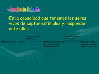•Es la capacidad que tenemos los seres
vivos de captar estímulos y responder
ante ellos
Estímulo (interno o externo) Centro de coordinación
Interpreta estímulos
elabora respuestas
Impulso nervioso
(estímulo)
Impulso nervioso
(respuesta)
Órgano efector
(aparato locomotor
O Sist. Endocrino)
 