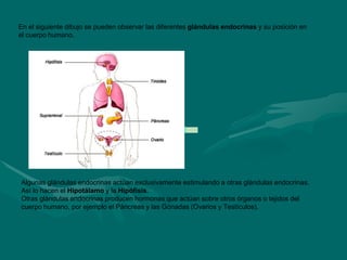 Actividad 3
En el siguiente dibujo se pueden observar las diferentes glándulas endocrinas y su posición en
el cuerpo humano.
Algunas glándulas endocrinas actúan exclusivamente estimulando a otras glándulas endocrinas.
Así lo hacen el Hipotálamo y la Hipófisis.
Otras glándulas endocrinas producen hormonas que actúan sobre otros órganos o tejidos del
cuerpo humano, por ejemplo el Páncreas y las Gónadas (Ovarios y Testículos).
 