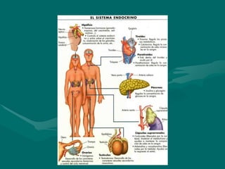 Sistema nervioso 3 eso.ppt