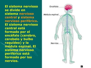 El sistema nervioso
se divide en
sistema nervioso
central y sistema
nervioso periférico.
El sistema nervioso
central está
formado por el
encéfalo (cerebro,
cerebelo y bulbo
raquídeo) y la
médula espinal. El
sistema nervioso
periférico está
formado por los
nervios.
 