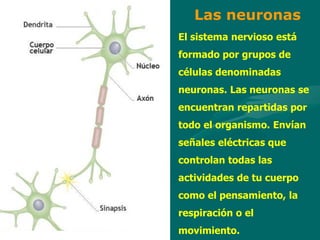 Las neuronas
El sistema nervioso está
formado por grupos de
células denominadas
neuronas. Las neuronas se
encuentran repartidas por
todo el organismo. Envían
señales eléctricas que
controlan todas las
actividades de tu cuerpo
como el pensamiento, la
respiración o el
movimiento.
 