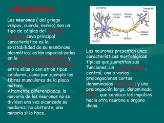 Las neuronas ( del griego
νεῦρον, cuerda, nervio) son un
tipo de células del sistema
nervioso cuya principal
característica es la
excitabilidad de su membrana
plasmática; están especializadas
en la recepción de estímulos y
conducción del impulso nervioso
entre ellas o con otros tipos
celulares, como por ejemplo las
fibras musculares de la placa
motora.
Altamente diferenciadas, la
mayoría de las neuronas no se
dividen una vez alcanzada su
madurez; no obstante, una
minoría sí lo hace.
Las neuronas presentan unas
características morfológicas
típicas que sustentan sus
funciones: un cuerpo celular,
central; una o varias
prolongaciones cortas
denominadas dendritas; y una
prolongación larga, denominada
axón , que conduce los impulsos
hacia otra neurona u órgano
diana.
NEURONAS
 