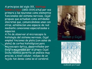 A principios del siglo XX, Santiago
Ramón y Cajal (1852-1934) situó por vez
primera a las neuronas como elementos
funcionales del sistema nervioso. Cajal
propuso que actuaban como entidades
discretas que, comunicándose unas con
otras, establecían una especie de red
mediante conexiones especializadas o
espacios.
A fin de observar al microscopio la
histología del sistema nervioso, Cajal
empleó tinciones de plata (con sales de
plata) de cortes histológicos para
microscopio óptica, desarrollados por
Golgi y mejorados por el propio Cajal.
Dicha técnica permitía un análisis muy
preciso, a nivel celular, incluso de un
tejido tan denso como es el cerebral.
Ramón y Cajal
Dibujo de neuronas
realizado por Cajal
 