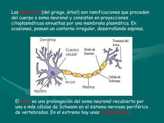 Las dendritas (del griego, árbol) son ramificaciones que proceden
del cuerpo o soma neuronal y consisten en proyecciones
citoplasmáticas envueltas por una membrana plasmática. En
ocasiones, poseen un contorno irregular, desarrollando espinas.
El axón es una prolongación del soma neuronal recubierta por
una o más células de Schwann en el sistema nervioso periférico
de vertebrados. En el extremo hay unas telodendritas.
 