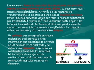 Las neuronas tienen la capacidad de comunicarse con precisión,
rapidez y a larga distancia con otras células, ya sean nerviosas,
musculares o glandulares. A través de las neuronas se
transmiten señales eléctricas denominadas impulsos nerviosos.
Estos impulsos nerviosos viajan por toda la neurona comenzando
por las dendritas, y pasa por toda la neurona hasta llegar a los
botones terminales de las telodendritas, que pueden conectar
con otra neurona, fibras musculares o glándulas. La conexión
entre una neurona y otra se denomina sinapsis.
Un estímulo que es captado en alguna
región sensorial entrega cierta
información que es conducida a través
de las neuronas y es analizada y se
elabora una respuesta, cuya señal es
conducida a través de las neuronas.
Dicha respuesta es ejecutada
mediante una acción motora, como la
contracción muscular o secreción
glandular.
 