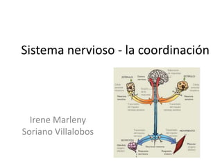 Sistema nervioso - la coordinación 
Irene Marleny 
Soriano Villalobos 
 