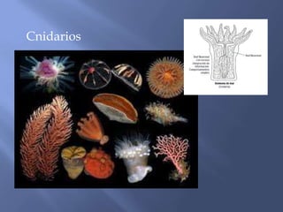 Cnidarios
 