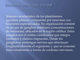 Sistema característico de los platelmintos
(gusanos planos), compuesto por neuronas con
funciones especializadas. Su organización consiste
en un par de ganglios anteriores (concentraciones
de neuronas), ubicados en la región cefálica. Estos
ganglios son el centro coordinador que integra
estímulos y elabora respuestas. Desde los
ganglios se prolongan nervios que atraviesan
longitudinalmente el organismo y que se conectan
transversalmente a través de cordones nerviosos.
 