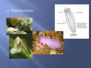    Platelmintos
 