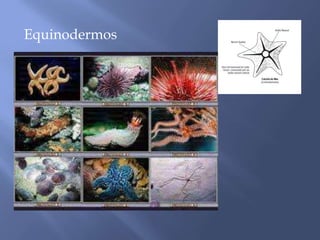 Equinodermos
 