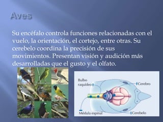 Su encéfalo controla funciones relacionadas con el
vuelo, la orientación, el cortejo, entre otras. Su
cerebelo coordina la precisión de sus
movimientos. Presentan visión y audición más
desarrolladas que el gusto y el olfato.
 