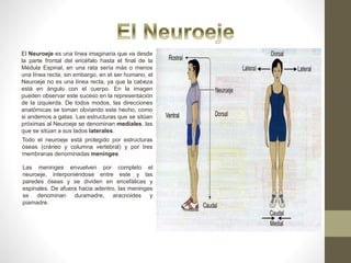 El Neuroeje es una línea imaginaria que va desde
la parte frontal del encéfalo hasta el final de la
Médula Espinal, en una rata sería más o menos
una línea recta; sin embargo, en el ser humano, el
Neuroeje no es una línea recta, ya que la cabeza
está en ángulo con el cuerpo. En la imagen
pueden observar este suceso en la representación
de la izquierda. De todos modos, las direcciones
anatómicas se toman obviando este hecho, como
si andemos a gatas. Las estructuras que se sitúan
próximas al Neuroeje se denominan mediales, las
que se sitúan a sus lados laterales.
Todo el neuroeje está protegido por estructuras
óseas (cráneo y columna vertebral) y por tres
membranas denominadas meninges
Las meninges envuelven por completo el
neuroeje, interponiéndose entre este y las
paredes óseas y se dividen en encefálicas y
espinales. De afuera hacia adentro, las meninges
se denominan duramadre, aracnoides y
piamadre.
 