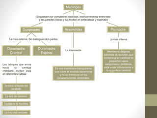 Meninges
Duramadre
Duramadre
Craneal
Aracnoides
Duramadre
Espinal
La hoz del cerebelo
Tienda de la hipófisis
La hoz del cerebro
Tentorio o tienda del
cerebelo
Piamadre
La más externa, Se distinguen dos partes:
Los tabiques que envía
hacia la cavidad
craneana dividen esta
en diferentes celdas:
Es una membrana transparente
que cubre el encéfalo laxamente
y no se introduce en las
circunvoluciones cerebrales.
La intermedia
La más interna
Membrana delgada,
adherida al neuroeje, que
contiene gran cantidad de
pequeños vasos
sanguíneos y linfáticos,
está unida íntimamente a
la superficie cerebral
Envuelven por completo el neuroeje, interponiéndose entre este
y las paredes óseas y se dividen en encefálicas y espinales
 