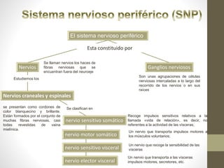 El sistema nervioso periférico
Ganglios nerviososNervios
Son unas agrupaciones de células
nerviosas intercaladas a lo largo del
recorrido de los nervios o en sus
raíces
nervio sensitivo somático
Esta constituido por
Se llaman nervios los haces de
fibras nerviosas que se
encuentran fuera del neuroeje
nervio sensitivo visceral
nervio motor somático
nervio elector visceral
Recoge impulsos sensitivos relativos a la
llamada «vida de relación», es decir, no
referentes a la actividad de las vísceras;
Un nervio que transporta impulsos motores a
los músculos voluntarios;
Un nervio que recoge la sensibilidad de las
vísceras
Un nervio que transporta a las vísceras
impulsos motores, secretores, etc.
Nervios craneales y espinales
se presentan como cordones de
color blanquecino y brillante.
Están formados por el conjunto de
muchas fibras nerviosas, casi
todas revestidas de vaina
mielínica.
Estudiemos los
Se clasifican en
 