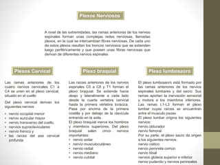 Plexos Nerviosos
A nivel de las extremidades, las ramas anteriores de los nervios
espinales forman unas complejas redes nerviosas, llamadas
plexos, en la cual se intercambian fibras nerviosas. De cada uno
de estos plexos resultan los troncos nerviosos que se extienden
luego periféricamente y que poseen unas fibras nerviosas que
derivan de diferentes nervios espinales
Plexo lumbosacroPlexo braquialPlexos Cervical
Las ramas anteriores de los
cuatro nervios cervicales C1 a
C4 se unen en el plexo cervical,
situado en el cuello
• nervio occipital menor
• nervio auricular mayor
• nervio transverso del cuello,
• nervios supraclaviculares
• nervio frénico y
• las raíces del asa cervical
profunda
Del plexo cervical derivan los
siguientes nervios
Las raíces anteriores de los nervios
espinales C5 a C8 y T1 forman el
plexo braquial. Se extiende hacia
abajo y lateralmente a cada lado
desde la cuarta vertebra cervical
hasta la primera vértebra torácica.
Pasa por encima de la primera
costilla y por debajo de la clavícula
entrando en la axila.
El plexo braquial inerva los hombros
y miembros superiores. Del plexo
braquial salen cinco nervios
importantes:
• nervio axilar
• nervio musculocutáneo
• nervio radial
• nervio mediano
• nervio cubital
El plexo lumbosacro está formado por
las ramas anteriores de los nervios
espinales lumbares y del sacro. Sus
ramas aportan la inervación sensorial
y motora a los miembros inferiores.
Las ramas L1-L3 forman el plexo
lumbar cuyas raíces se encuentran
entre el musculo psoas.
El plexo lumbar origina los siguientes
nervios:
nervio obturador
nervio femoral
Por su parte, el plexo sacro da origen
a los siguientes nervios:
nervio ciático
nervio peronela común
nervio tibial
nervios glúteos superior e inferior
nervio pudendo y nervios perineales
 