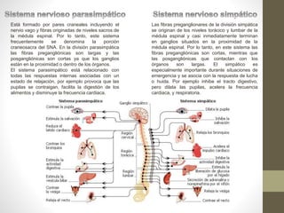 Las fibras preganglionares de la división simpática
se originan de los niveles torácico y lumbar de la
médula espinal y casi inmediatamente terminan
en ganglios situados en la proximidad de la
médula espinal. Por lo tanto, en este sistema las
fibras pregangliónicas son cortas, mientras que
las posgangliónicas que contactan con los
órganos son largas. El simpático es
especialmente importante durante situaciones de
emergencia y se asocia con la respuesta de lucha
o huida. Por ejemplo inhibe el tracto digestivo,
pero dilata las pupilas, acelera la frecuencia
cardiaca, y respiratoria.
Está formado por pares craneales incluyendo el
nervio vago y fibras originadas de niveles sacros de
la médula espinal. Por lo tanto, este sistema
frecuentemente se denomina la porción
craneosacra del SNA. En la división parasimpática
las fibras pregangliónicas son largas y las
posgangliónicas son cortas ya que los ganglios
están en la proximidad o dentro de los órganos.
El sistema parasimpático está relacionado con
todas las respuestas internas asociadas con un
estado de relajación, por ejemplo provoca que las
pupilas se contraigan, facilita la digestión de los
alimentos y disminuye la frecuencia cardiaca.
 