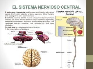 El sistema nervioso central está formado por el cerebro y la médula
espinal. En él residen todas las funciones superiores del ser humano,
tanto las cognitivas como las emocionales.
El sistema nervioso central es una estructura extraordinariamente
compleja que recoge millones de estímulos por segundo que procesa y
memoriza continuamente, adaptando las respuestas del cuerpo a las
condiciones internas o externas. Está constituido por siete partes
principales.
Encéfalo anterior que se subdivide en dos partes:
1. Diencéfalo (tálamo e hipotálamo
2. Hemisferios cerebrales
 