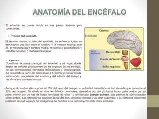 El encéfalo se puede dividir en tres partes distintas pero
conectadas:
• Tronco del encéfalo.
El término tronco, o tallo del encéfalo, se refiere a todas las
estructuras que hay entre el cerebro y la médula espinal, esto
es, el mesencéfalo o cerebro medio, el puente o protuberancia y
el bulbo raquídeo o médula oblongada
• Cerebro
Constituye la masa principal del encéfalo y es lugar donde
llegan las señales procedentes de los órganos de los sentidos,
de las terminaciones nerviosas nociceptivas y propioceptivas.
Se desarrolla a partir del telencéfalo. El cerebro procesa toda la
información procedente del exterior y del interior del cuerpo y
las almacena como recuerdos.
Aunque el cerebro sólo supone un 2% del peso del cuerpo, su actividad metabólica es tan elevada que consume el
20% del oxígeno. Se divide en dos hemisferios cerebrales, separados por una profunda fisura, pero unidos por su
parte inferior por un haz de fibras nerviosas de unos 10 cm llamado cuerpo calloso, que permite la comunicación
entre ambos. Los hemisferios suponen cerca del 85% del peso cerebral y su gran superficie y su complejo desarrollo
justifican el nivel superior de inteligencia del hombre si se compara con el de otros animales.
 
