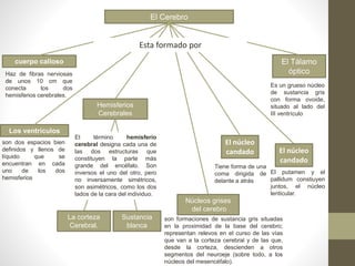 El Cerebro
Núcleos grises
del cerebro
Sustancia
blanca
La corteza
Cerebral.
Hemisferios
Cerebrales
Los ventrículos
cuerpo calloso
Haz de fibras nerviosas
de unos 10 cm que
conecta los dos
hemisferios cerebrales.
son dos espacios bien
definidos y llenos de
líquido que se
encuentran en cada
uno de los dos
hemisferios
El término hemisferio
cerebral designa cada una de
las dos estructuras que
constituyen la parte más
grande del encéfalo. Son
inversos el uno del otro, pero
no inversamente simétricos,
son asimétricos, como los dos
lados de la cara del individuo.
son formaciones de sustancia gris situadas
en la proximidad de la base del cerebro;
representan relevos en el curso de las vías
que van a la corteza cerebral y de las que,
desde la corteza, descienden a otros
segmentos del neuroeje (sobre todo, a los
núcleos del mesencéfalo).
El núcleo
candado
El Tálamo
óptico
Es un grueso núcleo
de sustancia gris
con forma ovoide,
situado al lado del
III ventrículo
Tiene forma de una
coma dirigida de
delante a atrás
El núcleo
candado
El putamen y el
pallidum constiuyen
juntos, el núcleo
lenticular.
Esta formado por
 