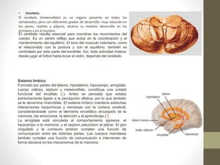 • Cerebelo.
El cerebelo (metencéfalo) es un órgano presente en todos los
vertebrados, pero con diferentes grados de desarrollo: muy reducido en
los peces, reptiles y pájaros, alcanza su máximo desarrollo en los
primates y en el hombre.
El cerebelo resulta esencial para coordinar los movimientos del
cuerpo. Es un centro reflejo que actúa en la coordinación y el
mantenimiento del equilibrio. El tono del músculo voluntario, como
el relacionado con la postura y con el equilibrio, también es
controlado por esta parte del encéfalo. Así, toda actividad motora,
desde jugar al fútbol hasta tocar el violín, depende del cerebelo.
Sistema límbico
Formado por partes del tálamo, hipotálamo, hipocampo, amígdala,
cuerpo calloso, septum y mesencéfalo, constituye una unidad
funcional del encéfalo (*). Antes se pensaba que estaba
estrechamente ligado a la percepción olfativa, por lo que también
se le denomina rinencéfalo. El sistema límbico mantiene estrechas
interacciones bioquímicas y nerviosas con la corteza cerebral,
considerándosele como el elemento encefálico encargado de la
memoria, las emociones, la atención y el aprendizaje (*).
La amígdala está vinculada al comportamiento agresivo, el
hipocampo a la memoria, y el septum pelucidum al placer. El giro
cingulado y la comisura anterior cumplen una función de
comunicación entre las distintas partes. Los cuerpos mamilares
también cumplen una función de comunicación e intervienen de
forma decisiva en los mecanismos de la memoria.
 