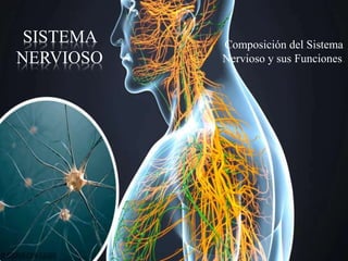 SISTEMA
NERVIOSO
Composición del Sistema
Nervioso y sus Funciones.
 