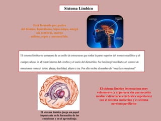 El sistema límbico se compone de un anillo de estructuras que rodea la parte superior del tronco encefálico y el
cuerpo calloso en el borde interno del cerebro y el suelo del diencéfalo. Su función primordial es el control de
emociones como el dolor, placer, docilidad, afecto e ira. Por ello recibe el nombre de “encéfalo emocional”
Sistema Límbico
El sistema límbico interacciona muy
velozmente (y al parecer sin que necesite
mediar estructuras cerebrales superiores)
con el sistema endocrino y el sistema
nervioso periférico
Está formado por partes
del tálamo, hipotálamo, hipocampo, amígd
ala cerebral, cuerpo
calloso, septo y mesencéfalo.
El sistema límbico juega un papel
importante en la formación de las
emociones y en el aprendizaje.
 
