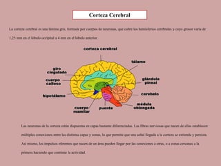 La corteza cerebral es una lámina gris, formada por cuerpos de neuronas, que cubre los hemisferios cerebrales y cuyo grosor varía de
1,25 mm en el lóbulo occipital a 4 mm en el lóbulo anterior.
Las neuronas de la corteza están dispuestas en capas bastante diferenciadas. Las fibras nerviosas que nacen de ellas establecen
múltiples conexiones entre las distintas capas y zonas, lo que permite que una señal llegada a la corteza se extienda y persista.
Así mismo, los impulsos eferentes que nacen de un área pueden llegar por las conexiones a otras, o a zonas cercanas a la
primera haciendo que continúe la actividad.
Corteza Cerebral
 