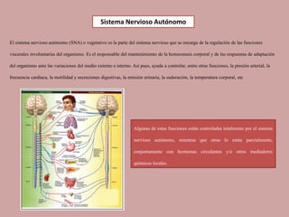 El sistema nervioso autónomo (SNA) o vegetativo es la parte del sistema nervioso que se encarga de la regulación de las funciones
viscerales involuntarias del organismo. Es el responsable del mantenimiento de la homeostasis corporal y de las respuestas de adaptación
del organismo ante las variaciones del medio externo e interno. Así pues, ayuda a controlar, entre otras funciones, la presión arterial, la
frecuencia cardiaca, la motilidad y secreciones digestivas, la emisión urinaria, la sudoración, la temperatura corporal, etc
Algunas de estas funciones están controladas totalmente por el sistema
nervioso autónomo, mientras que otras lo están parcialmente,
conjuntamente con hormonas circulantes y/o otros mediadores
químicos locales.
Sistema Nervioso Autónomo
 