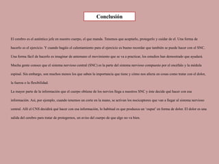 Conclusión
El cerebro es el auténtico jefe en nuestro cuerpo, el que manda. Tenemos que aceptarlo, protegerlo y cuidar de el. Una forma de
hacerlo es el ejercicio. Y cuando hagáis el calentamiento para el ejercicio es bueno recordar que también se puede hacer con el SNC.
Una forma fácil de hacerlo es imaginar de antemano el movimiento que se va a practicar, los estudios han demostrado que ayudará.
Mucha gente conoce que el sistema nervioso central (SNC) es la parte del sistema nervioso compuesto por el encéfalo y la médula
espinal. Sin embargo, son muchos menos los que saben la importancia que tiene y cómo nos afecta en cosas como tratar con el dolor,
la fuerza o la flexibilidad.
La mayor parte de la información que el cuerpo obtiene de los nervios llega a nuestros SNC y éste decide qué hacer con esa
información. Así, por ejemplo, cuando tenemos un corte en la mano, se activan los nociceptores que van a llegar al sistema nervioso
central. Allí el CNS decidirá qué hacer con esa información, lo habitual es que produzca un ‘ouput’ en forma de dolor. El dolor es una
salida del cerebro para tratar de protegernos, un aviso del cuerpo de que algo no va bien.
 