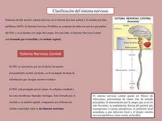 El SNC se caracteriza por ser el núcleo de nuestro
procesamiento mental, de hecho, es el encargado de tratar la
información que recogen nuestros sentidos
Podemos dividir nuestro sistema nervioso en el sistema nerviosa central y el sistema nervioso
periférico (SNP). El Sistema Nervioso Periférico se compone de todos los nervios que parten
del SNC y se extienden a lo largo del cuerpo. Por otro lado, el Sistema Nervioso Central
está formado por el encéfalo y la médula espinal..
Clasificación del sistema nervioso
El SNC está protegido por el cráneo, la columna vertebral y
las unas membranas llamadas meninges. Está formado por el
encéfalo y la médula espinal, compuestos por millones de
células conectadas entre sí, las famosas neuronas
Sistema Nervioso Central
El sistema nervioso central puede ser blanco de
infecciones, provenientes de cuatro vías de entrada
principales, la diseminación por la sangre que es la vía
más frecuente, la implantación directa del germen por
traumatismos o causas iatrogénicas, la extensión local
secundaria a una infección local y el propio sistema
nervioso periférico, como ocurre en la rabia.
 