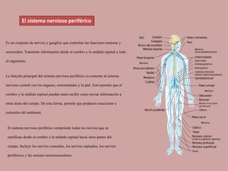 Es un conjunto de nervios y ganglios que controlan las funciones motoras y
sensoriales. Transmite información desde el cerebro y la médula espinal a todo
el organismo.
El sistema nervioso periférico
El sistema nervioso periférico comprende todos los nervios que se
ramifican desde el cerebro y la médula espinal hacia otras partes del
cuerpo. Incluye los nervios craneales, los nervios espinales, los nervios
periféricos y las uniones neuromusculares.
La función principal del sistema nervioso periférico es conectar al sistema
nervioso central con los órganos, extremidades y la piel. Esto permite que el
cerebro y la médula espinal puedan tanto recibir como enviar información a
otras áreas del cuerpo. De esta forma, permite que podamos reaccionar a
estímulos del ambiente.
 
