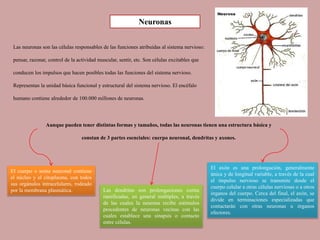 Las neuronas son las células responsables de las funciones atribuidas al sistema nervioso:
pensar, razonar, control de la actividad muscular, sentir, etc. Son células excitables que
conducen los impulsos que hacen posibles todas las funciones del sistema nervioso.
Representan la unidad básica funcional y estructural del sistema nervioso. El encéfalo
humano contiene alrededor de 100.000 millones de neuronas.
Neuronas
Aunque pueden tener distintas formas y tamaños, todas las neuronas tienen una estructura básica y
constan de 3 partes esenciales: cuerpo neuronal, dendritas y axones.
El cuerpo o soma neuronal contiene
el núcleo y el citoplasma, con todos
sus orgánulos intracelulares, rodeado
por la membrana plasmática. Las dendritas son prolongaciones cortas
ramificadas, en general múltiples, a través
de las cuales la neurona recibe estímulos
procedentes de neuronas vecinas con las
cuales establece una sinapsis o contacto
entre células.
El axón es una prolongación, generalmente
única y de longitud variable, a través de la cual
el impulso nervioso se transmite desde el
cuerpo celular a otras células nerviosas o a otros
órganos del cuerpo. Cerca del final, el axón, se
divide en terminaciones especializadas que
contactarán con otras neuronas u órganos
efectores.
 