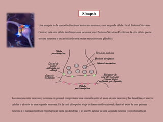 Una sinapsis es la conexión funcional entre una neurona y una segunda célula. En el Sistema Nervioso
Central, esta otra célula también es una neurona; en el Sistema Nervioso Periférico, la otra célula puede
ser una neurona o una célula efectora en un musculo o una glándula.
Las sinapsis entre neurona y neurona en general comprenden una conexión entre el axón de una neurona y las dendritas, el cuerpo
celular o el axón de una segunda neurona. En la cual el impulso viaja de forma unidireccional: desde el axón de una primera
neurona ( o llamada también presináptica) hasta las dendritas o el cuerpo celular de una segunda neurona ( o postsináptica).
Sinapsis
 