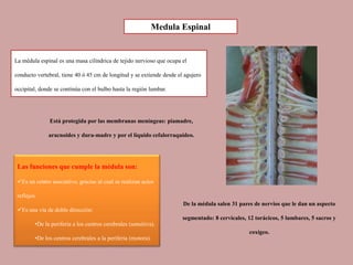 La médula espinal es una masa cilíndrica de tejido nervioso que ocupa el
conducto vertebral, tiene 40 ó 45 cm de longitud y se extiende desde el agujero
occipital, donde se continúa con el bulbo hasta la región lumbar.
Está protegida por las membranas meníngeas: piamadre,
aracnoides y dura-madre y por el líquido cefalorraquídeo.
De la médula salen 31 pares de nervios que le dan un aspecto
segmentado: 8 cervicales, 12 torácicos, 5 lumbares, 5 sacros y
coxígeo.
Las funciones que cumple la médula son:
Es un centro asociativo, gracias al cual se realizan actos
reflejos.
Es una vía de doble dirección:
•De la periferia a los centros cerebrales (sensitiva).
•De los centros cerebrales a la periferia (motora).
Medula Espinal
 