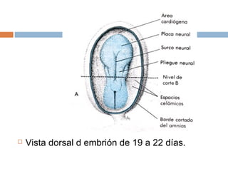    Vista dorsal d embrión de 19 a 22 días.
 