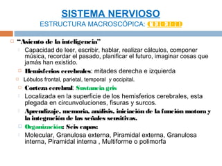 SISTEMA NERVIOSO
               ESTRUCTURA MACROSCÓPICA: CEREBRO

   “Asiento de la inteligencia”
       Capacidad de leer, escribir, hablar, realizar cálculos, componer
        música, recordar el pasado, planificar el futuro, imaginar cosas que
        jamás han existido.
       Hemisferios cerebrales: mitades derecha e izquierda
       Lóbulos frontal, parietal, temporal y occipital.
       Corteza cerebral: Sustancia gris
       Localizada en la superficie de los hemisferios cerebrales, esta
        plegada en circunvoluciones, fisuras y surcos.
       Aprendizaje, memoria, análisis, iniciación de la función motora y
        la integración de las señales sensitivas.
       Organización: Seis capas:
       Molecular, Granulosa externa, Piramidal externa, Granulosa
        interna, Piramidal interna , Multiforme o polimorfa
 