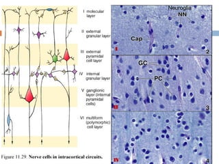 Neuroglia




I




II




IV
 
