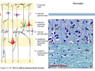 Neuroglia




I




VI




Sustancia blanca
 
