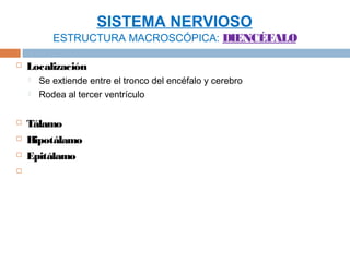 SISTEMA NERVIOSO
           ESTRUCTURA MACROSCÓPICA: DIENCÉFALO

   Localización
       Se extiende entre el tronco del encéfalo y cerebro
       Rodea al tercer ventrículo

   Tálamo
   Hipotálamo
   Epitálamo

 