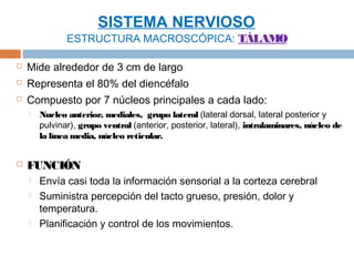 SISTEMA NERVIOSO
               ESTRUCTURA MACROSCÓPICA: TÁLAMO

   Mide alrededor de 3 cm de largo
   Representa el 80% del diencéfalo
   Compuesto por 7 núcleos principales a cada lado:
       Nucleo anterior, mediales, grupo lateral (lateral dorsal, lateral posterior y
        pulvinar), grupo ventral (anterior, posterior, lateral), intralaminares, núcleo de
        la línea media, núcleo reticular.


   FUNCIÓN
       Envía casi toda la información sensorial a la corteza cerebral
       Suministra percepción del tacto grueso, presión, dolor y
        temperatura.
       Planificación y control de los movimientos.
 