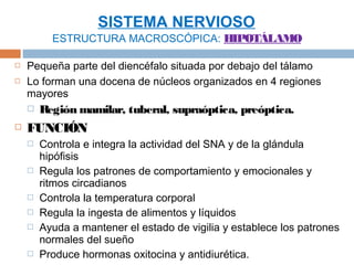 SISTEMA NERVIOSO
          ESTRUCTURA MACROSCÓPICA: HIPOTÁLAMO

   Pequeña parte del diencéfalo situada por debajo del tálamo
   Lo forman una docena de núcleos organizados en 4 regiones
    mayores
       Región mamilar, tuberal, supraóptica, preóptica.
   FUNCIÓN
       Controla e integra la actividad del SNA y de la glándula
        hipófisis
       Regula los patrones de comportamiento y emocionales y
        ritmos circadianos
       Controla la temperatura corporal
       Regula la ingesta de alimentos y líquidos
       Ayuda a mantener el estado de vigilia y establece los patrones
        normales del sueño
       Produce hormonas oxitocina y antidiurética.
 