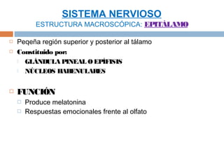 SISTEMA NERVIOSO
           ESTRUCTURA MACROSCÓPICA: EPITÁLAMO

   Peqeña región superior y posterior al tálamo
   Constituido por:
     GLÁNDULA PINEAL O EPÍFISIS

     NÚCLEOS HABENULARES



   FUNCIÓN
       Produce melatonina
       Respuestas emocionales frente al olfato
 
