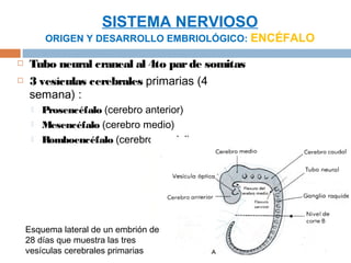 SISTEMA NERVIOSO
         ORIGEN Y DESARROLLO EMBRIOLÓGICO: ENCÉFALO

   Tubo neural craneal al 4to par de somitas
   3 vesículas cerebrales primarias (4
    semana) :
        Prosencéfalo (cerebro anterior)
        Mesencéfalo (cerebro medio)
        Romboencéfalo (cerebro caudal)




    Esquema lateral de un embrión de
    28 días que muestra las tres
    vesículas cerebrales primarias
 